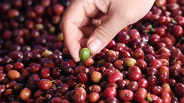 The Science of Caffeine Stability in Robusta