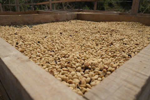 Robusta Honey Green Beans 5LB / 2.27KG