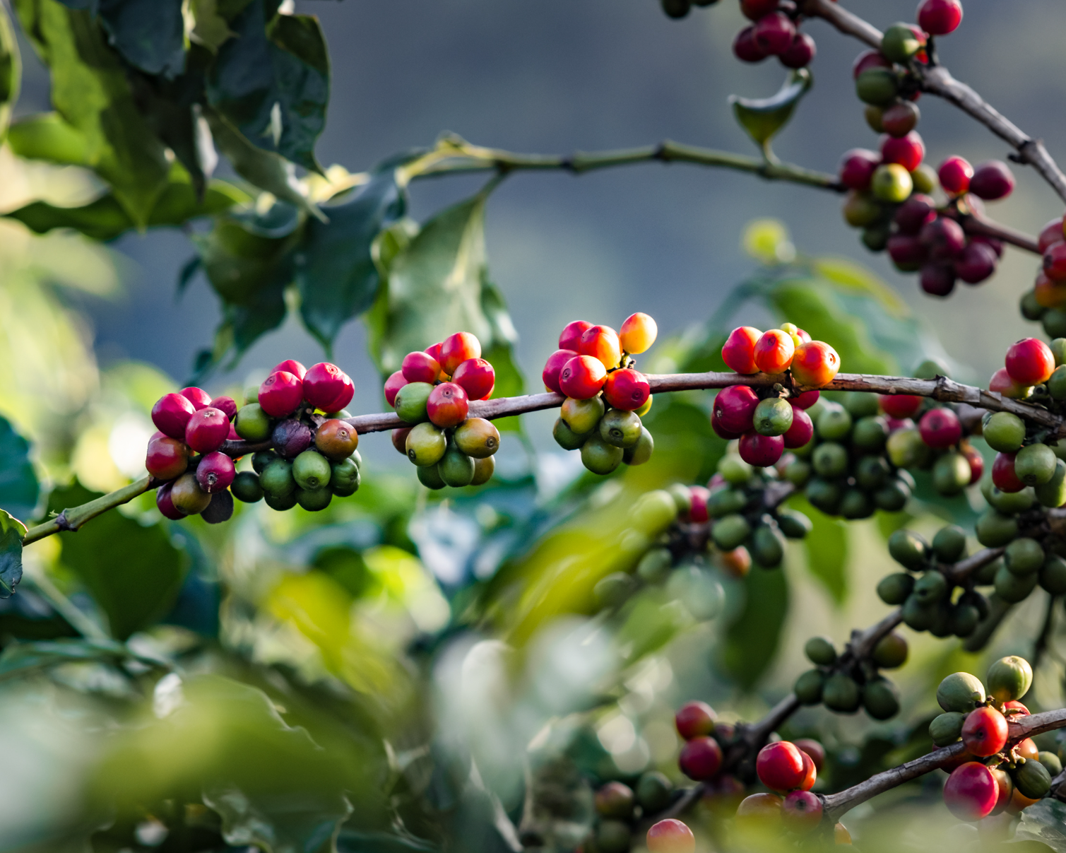 A Coffee Brand Built for Scalable DTC Growth