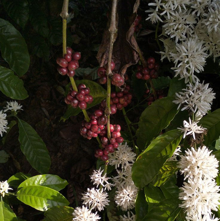 WHY DO COFFEE TREES BLOOM ?