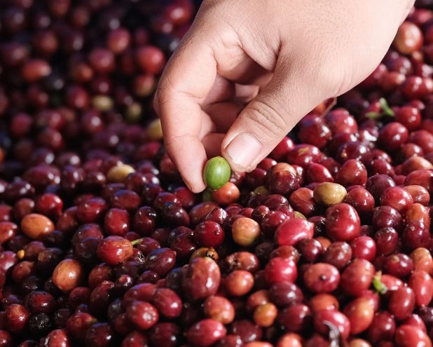 BEHIND THE BEANS