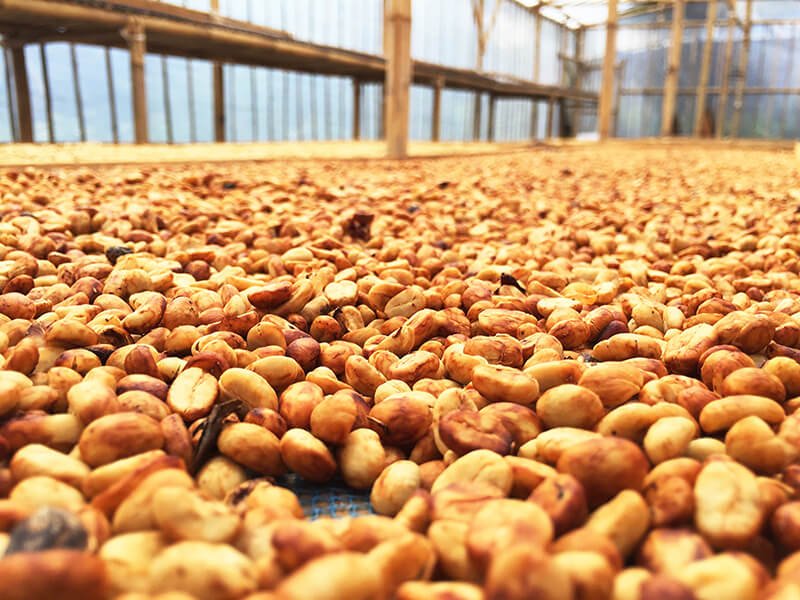 BEHIND THE BEANS